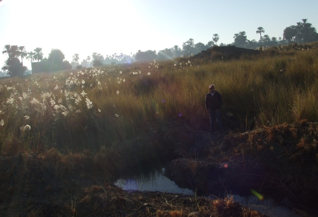 View east 2018 Hierakonpolis - reeds mark high water harming this important site