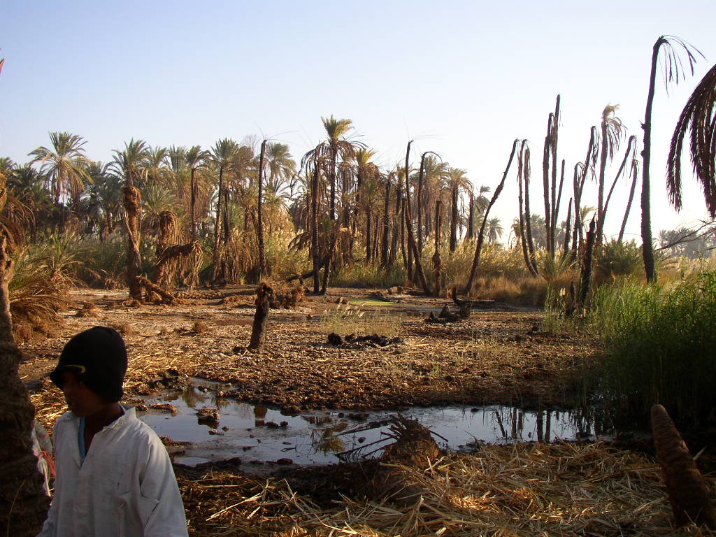 2006 Ghaba dead trees